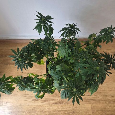 Growlog-Foto von Royal Gorilla: BT7 BW1