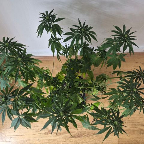 Wedding Cake growlog photo: BT7 BW1