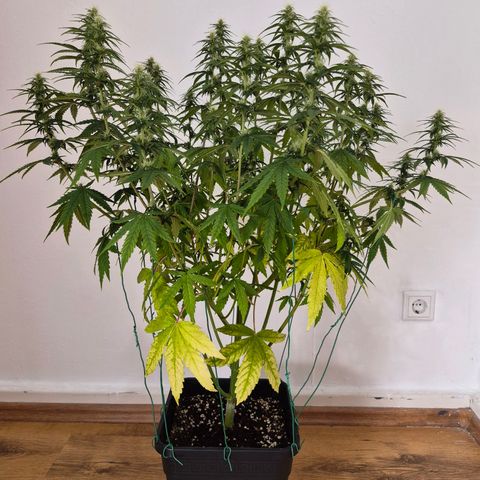 Jack Herer growlog photo: BT13 BW2