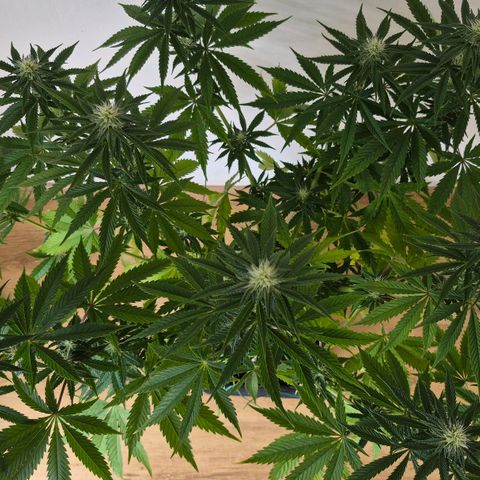 Wedding Cake growlog photo: BT13 BW2