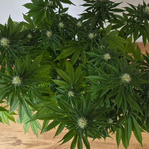 Growlog-Foto von Royal Gorilla: BT13 BW2