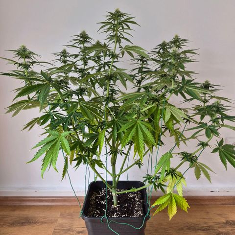 Wedding Cake growlog photo: BT13 BW2