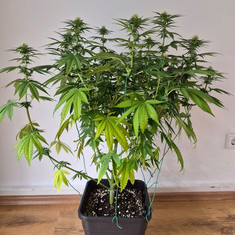 Growlog-Foto von Royal Gorilla: BT13 BW2