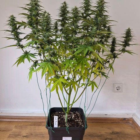 Jack Herer growlog photo: BT20 BW3