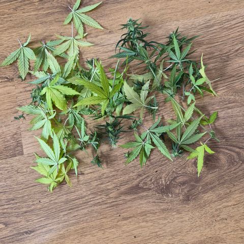 Jack Herer growlog photo: BT20 BW3
