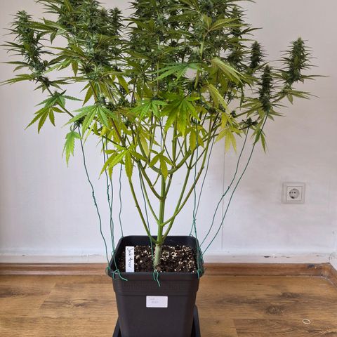 Jack Herer growlog photo: BT20 BW3