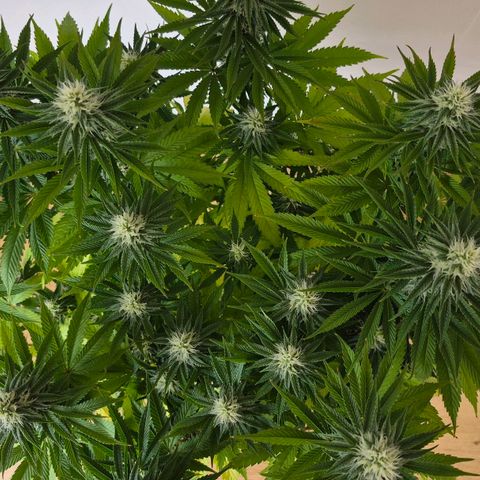Growlog-Foto von Royal Gorilla: BT20 BW3
