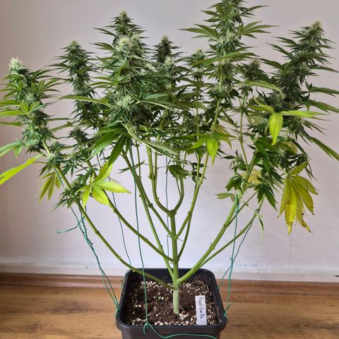 Growlog-Foto von Royal Gorilla: BT20 BW3