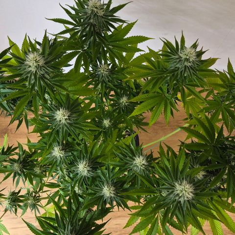 Growlog-Foto von Royal Gorilla: BT20 BW3