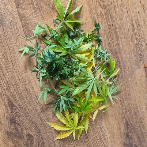 Wedding Cake growlog photo: BT20 BW3