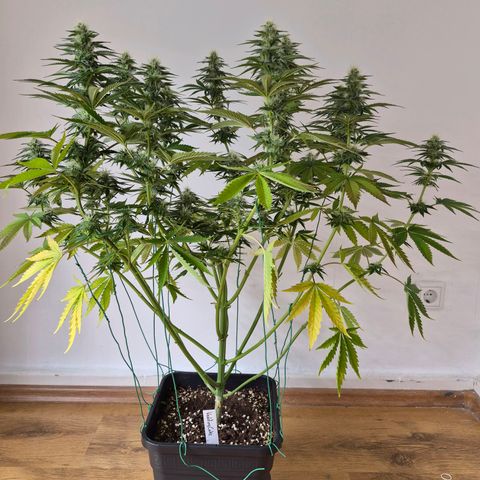 Wedding Cake growlog photo: BT20 BW3