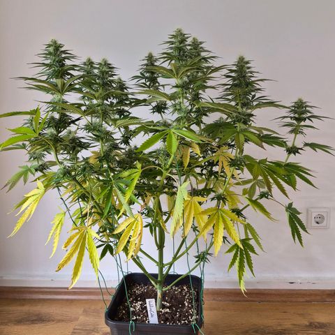 Wedding Cake growlog photo: BT20 BW3
