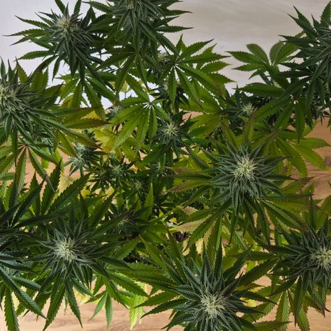 Wedding Cake growlog photo: BT20 BW3