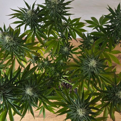 Wedding Cake growlog photo: BT20 BW3