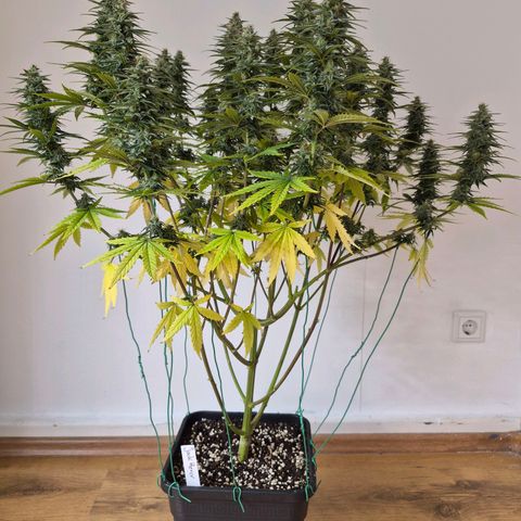 Jack Herer growlog photo: BT29 BW5