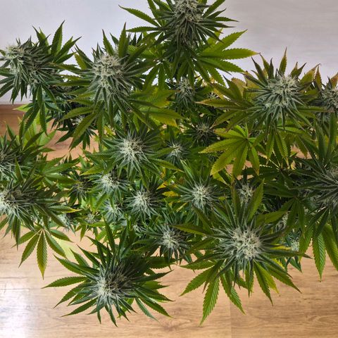 Growlog-Foto von Royal Gorilla: BT29 BW5