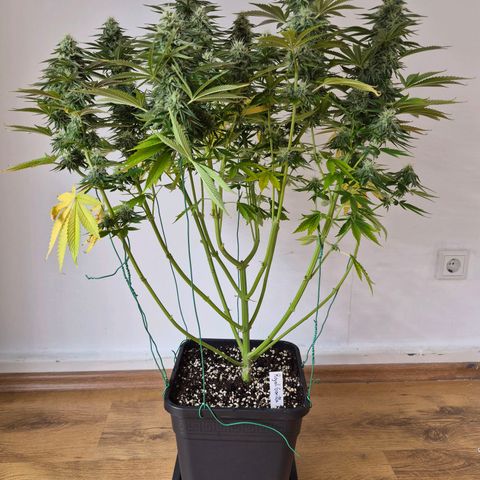 Growlog-Foto von Royal Gorilla: BT29 BW5