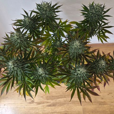 Wedding Cake growlog photo: BT29 BW5