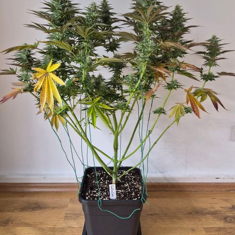 Wedding Cake growlog photo: BT29 BW5