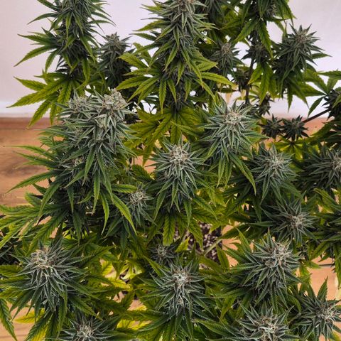 Jack Herer growlog photo: BT36 BW6