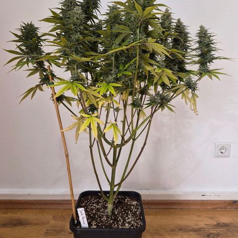 Jack Herer growlog photo: BT36 BW6