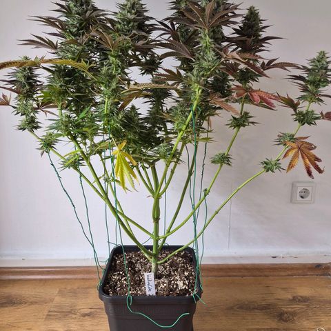 Wedding Cake growlog photo: BT36 BW6