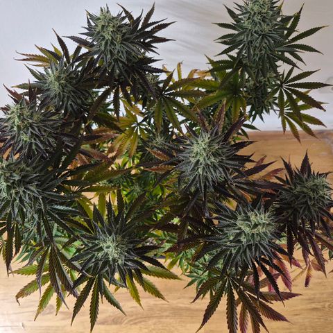 Wedding Cake growlog photo: BT36 BW6