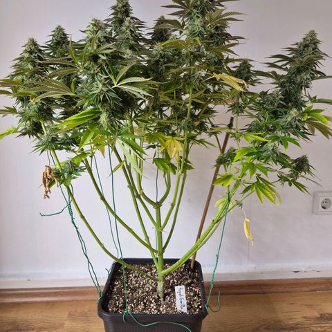 Growlog-Foto von Royal Gorilla: BT36 BW6