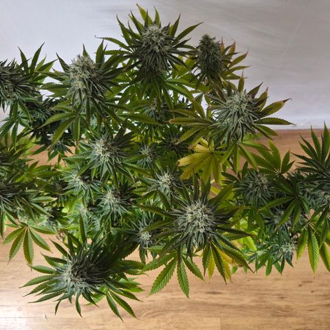 Growlog-Foto von Royal Gorilla: BT36 BW6
