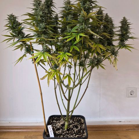 Jack Herer growlog photo: BT44 BW7