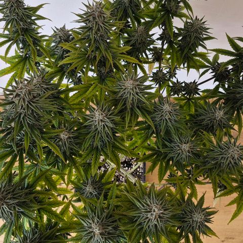 Jack Herer growlog photo: BT44 BW7