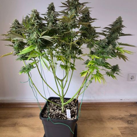 Growlog-Foto von Royal Gorilla: BT44 BW7