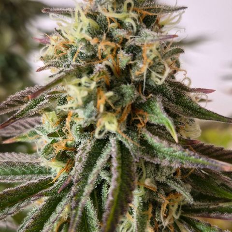 Growlog-Foto von Royal Gorilla: BT44 BW7