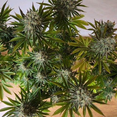 Growlog-Foto von Royal Gorilla: BT44 BW7