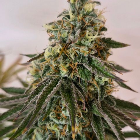 Growlog-Foto von Royal Gorilla: BT44 BW7