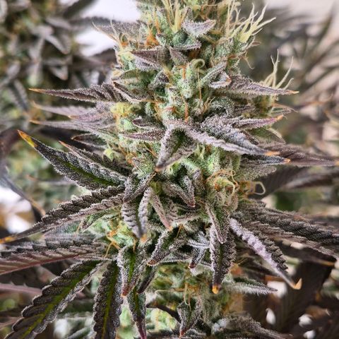 Wedding Cake growlog photo: BT44 BW7