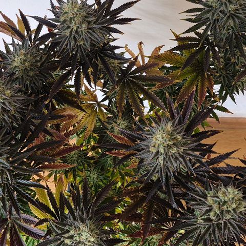 Wedding Cake growlog photo: BT44 BW7