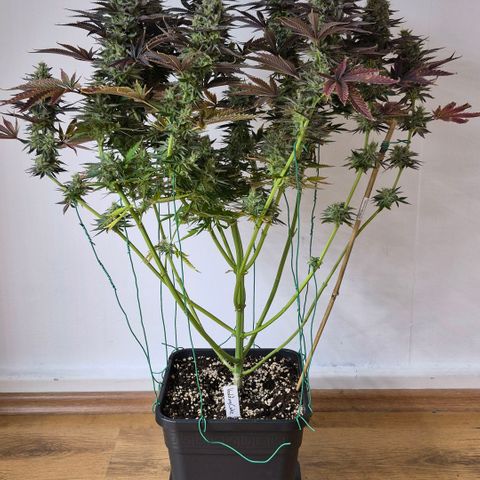 Wedding Cake growlog photo: BT44 BW7