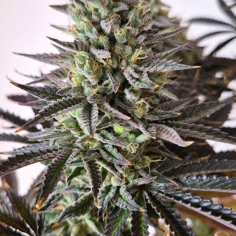 Wedding Cake growlog photo: BT44 BW7