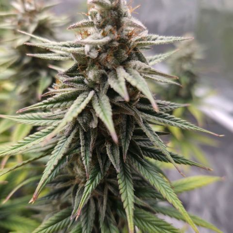 Jack Herer growlog photo: BT50 BW8