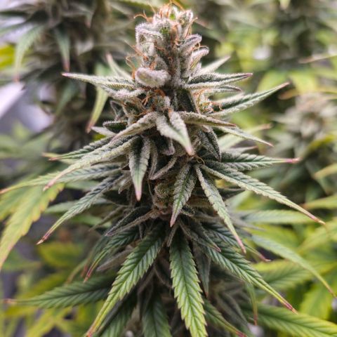 Jack Herer growlog photo: BT50 BW8