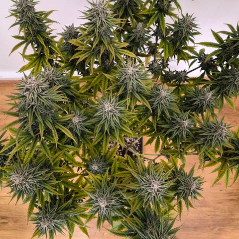Jack Herer growlog photo: BT50 BW8