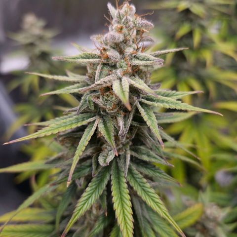 Jack Herer growlog photo: BT50 BW8