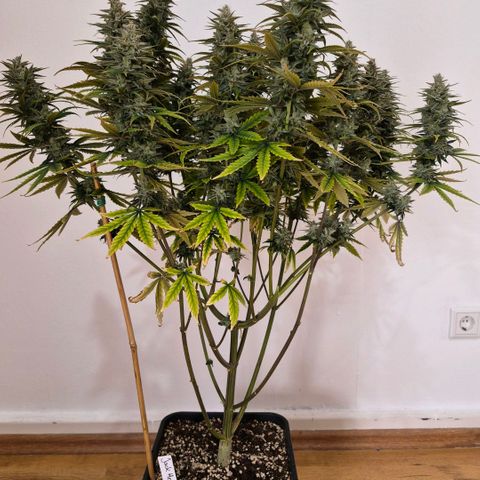 Jack Herer growlog photo: BT50 BW8