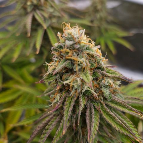 Growlog-Foto von Royal Gorilla: BT50 BW8