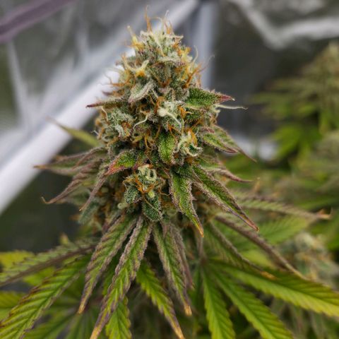 Growlog-Foto von Royal Gorilla: BT50 BW8