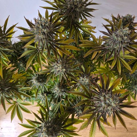 Growlog-Foto von Royal Gorilla: BT50 BW8