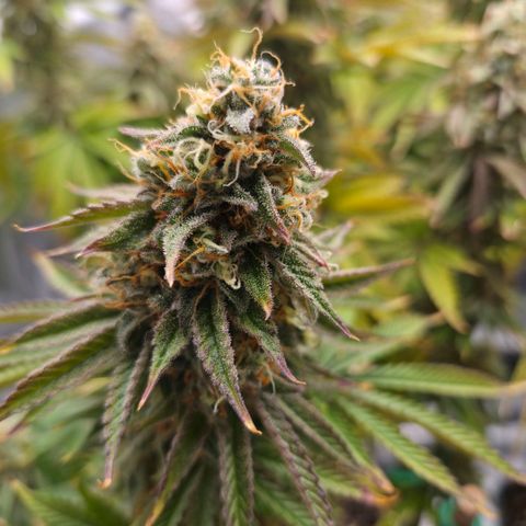 Growlog-Foto von Royal Gorilla: BT50 BW8