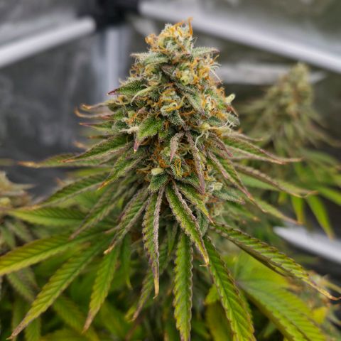 Growlog-Foto von Royal Gorilla: BT50 BW8
