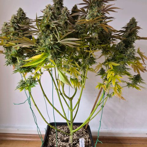 Growlog-Foto von Royal Gorilla: BT50 BW8